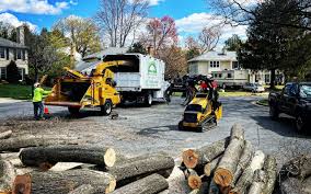 How Our Tree Care Process Works  in Jonesboro, IL